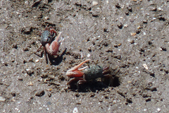 Leptuca uruguayensis