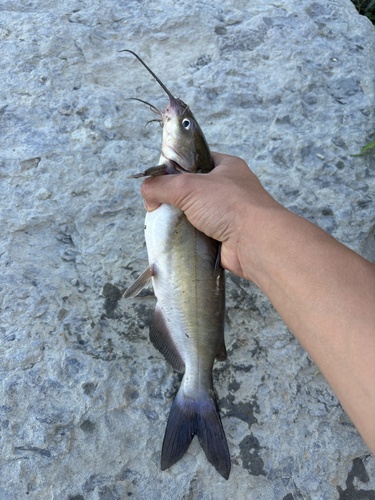 Channel Catfish