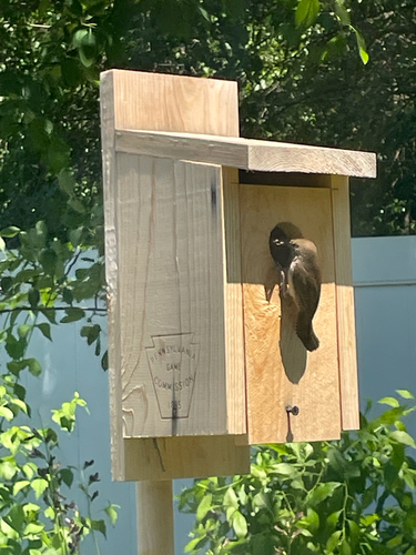 Northern House Wren