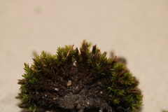Schistidium rivulare