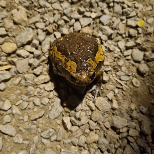 Asian Painted Frog
