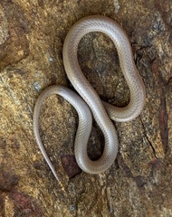 Tantilla coronata