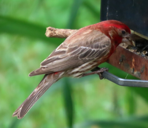 House Finch