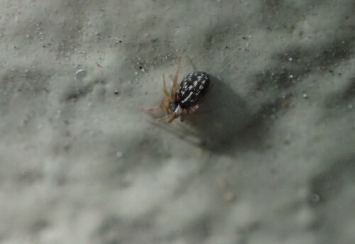 Ribbon Jumping Spider