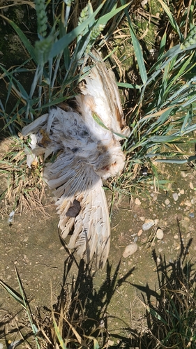 Western Barn Owl