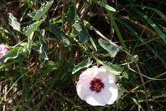 Pavonia cymbalaria