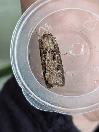 Turnip Moth