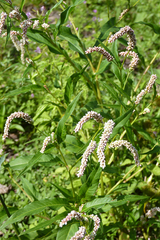 Persicaria acuminata