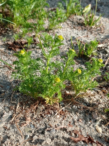 pineapple-weed