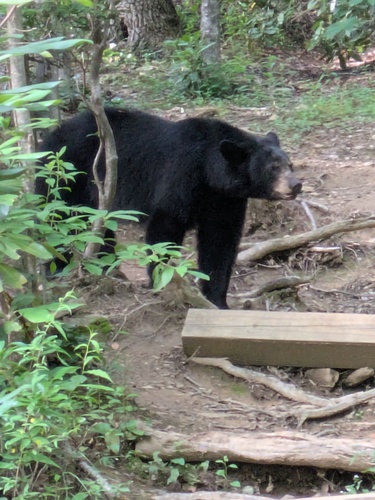 American Black Bear