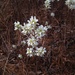 Coastal Serviceberry - Photo (c) Nathan Shepard, some rights reserved (CC BY-NC), uploaded by Nathan Shepard