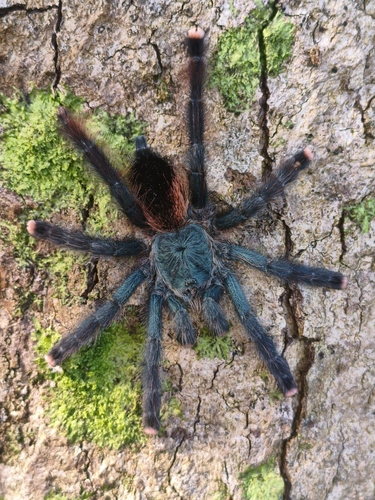 Pinktoe Tarantula