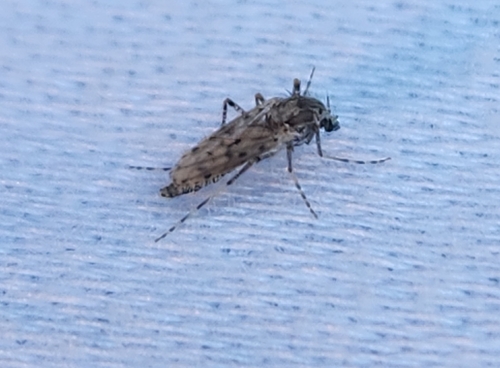 Chaoborus punctipennis