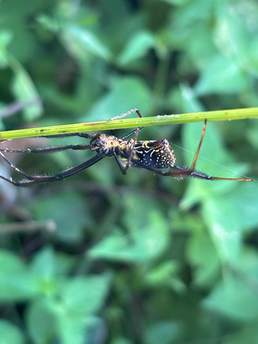 Hairy Golden Orb-weaving Spider