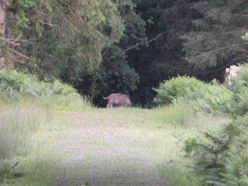 Wild Boar