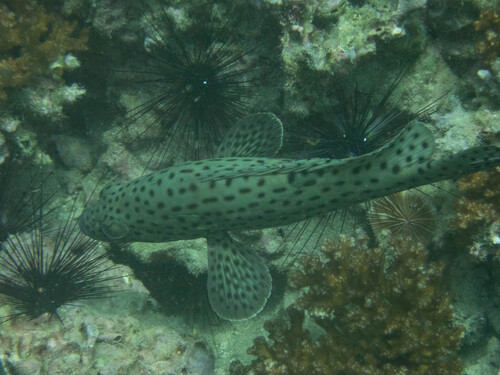 Epinephelus corallicola observed 2026-06-13