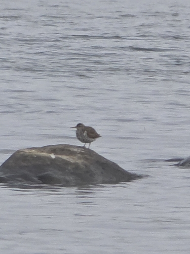 Spotted Sandpiper