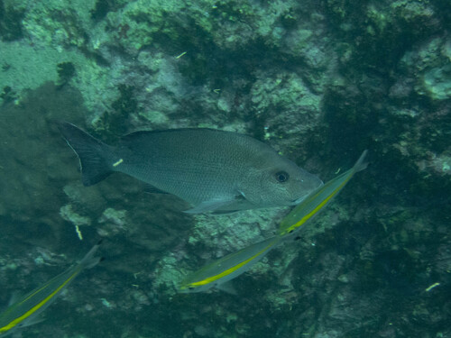 Lutjanus lemniscatus observed 2026-06-13