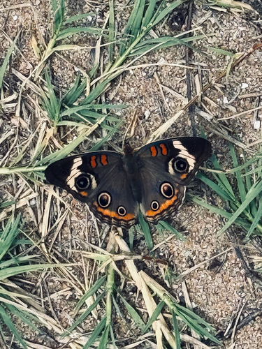 Common Buckeye