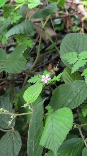Herb Robert