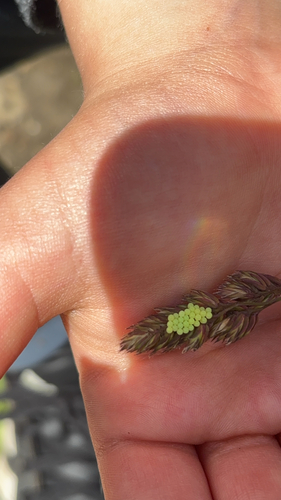 Green Shield Bug