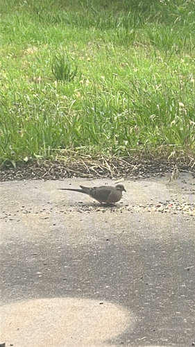 Mourning Dove