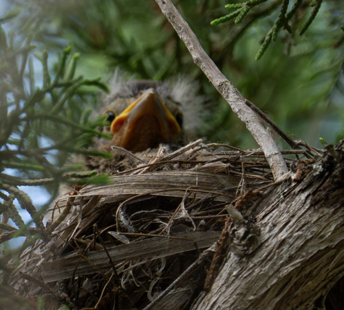 Western Tanager