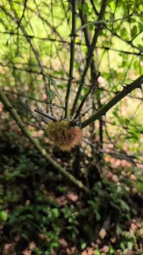 Mossy Rose Gall Wasp
