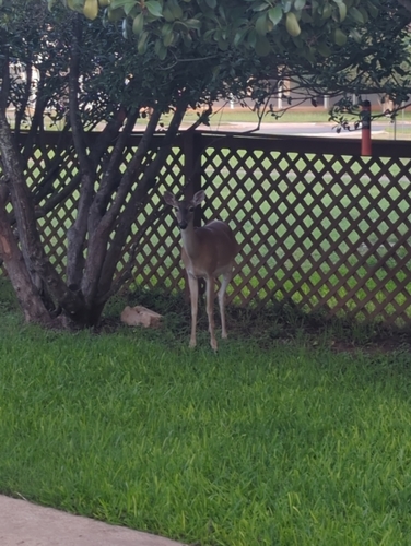 White-tailed Deer