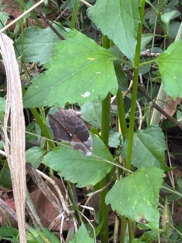 Spotted Brown Pansy