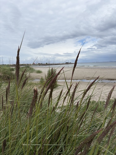 Reedgrasses