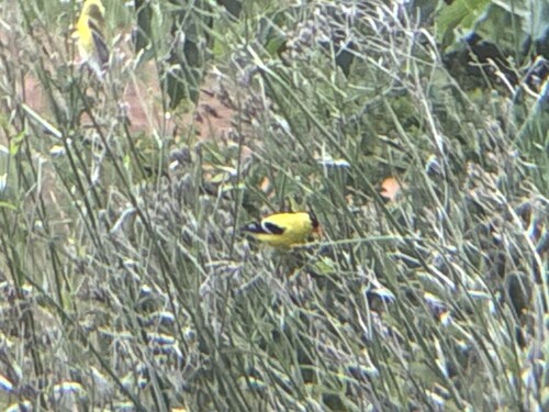American Goldfinch