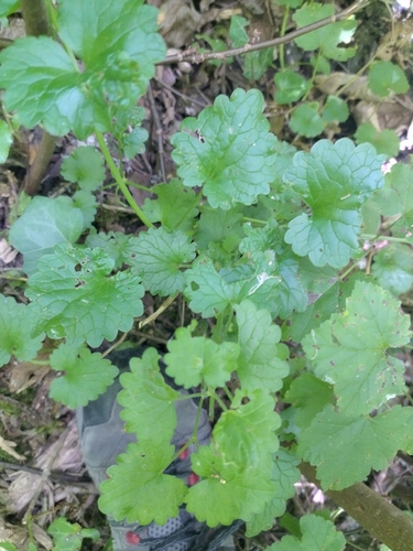 ground-ivy