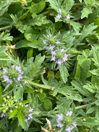 Bigbract Verbena