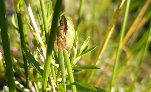 Mediterranean Tree Frog