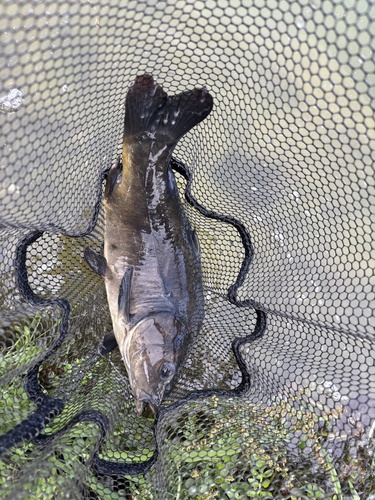 European Carp