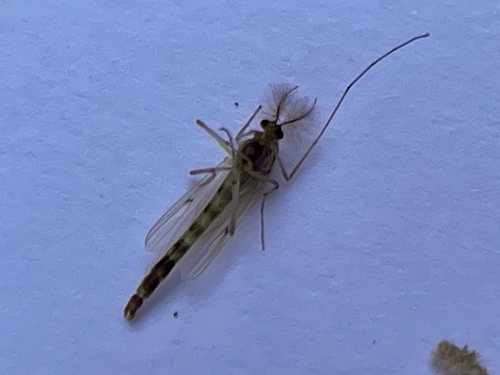 Chironomus decorus