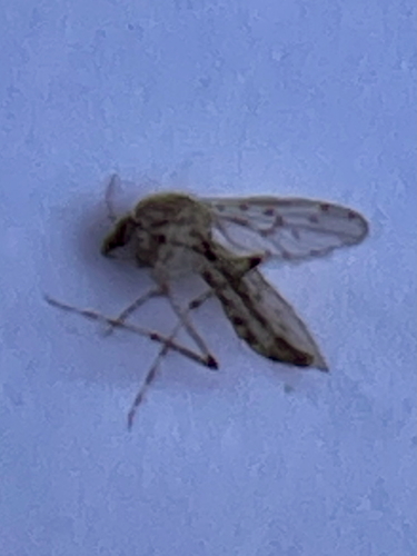 Chaoborus punctipennis