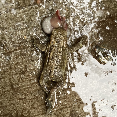 European Toad