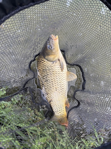 European Carp