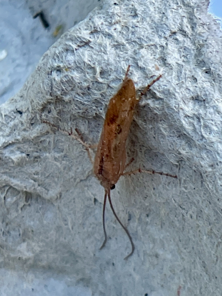 Diamond Northern Caddisfly