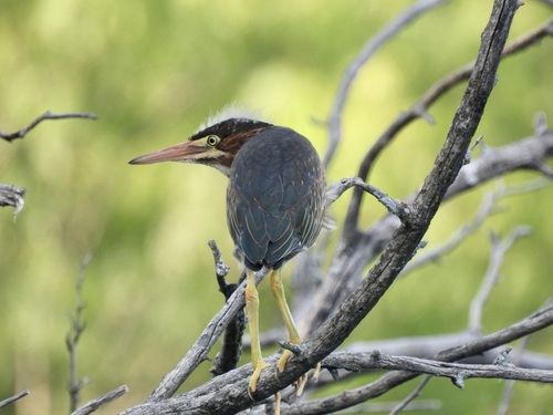 Green Heron