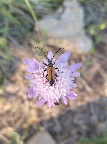 tawny longhorn beetle