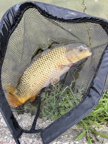 European Carp