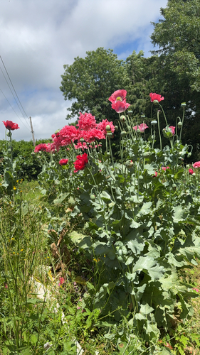 opium poppy