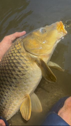 European Carp