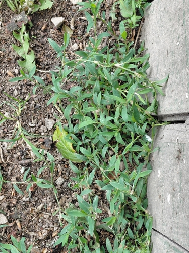Common Knotgrass