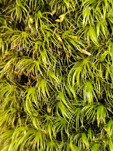 Campylopus flexuosus observed 2026-06-12