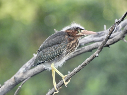 Green Heron