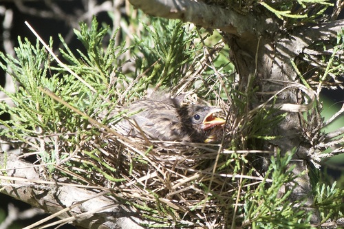 Chipping Sparrow